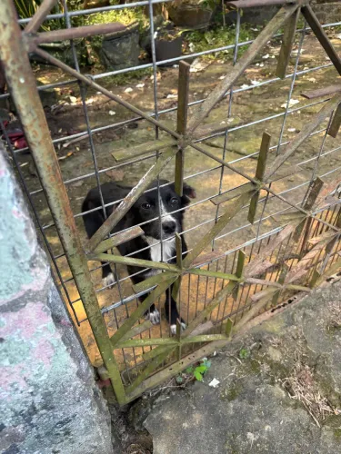 Doação cachorro