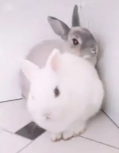 Coelho Netherland Dwarf casal 