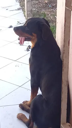 Vende se filhote