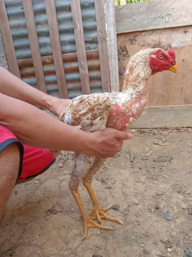 Vende se um frango índio gigante obs.400 reais ele é puro