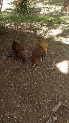 Franguinho e franguinha