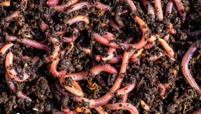Minhocas para Compostagem