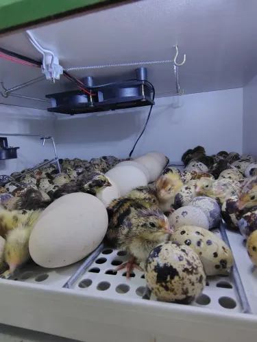 OVOS GALADOS DE CODORNA GIGANTE 
