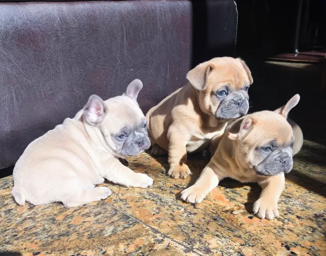 Bulldog Francês