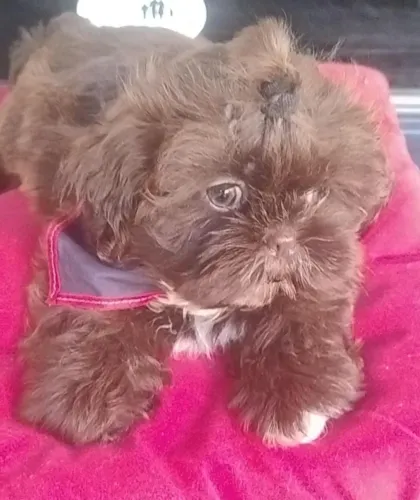 Shih Tzu macho chocolate de olhos claros, lindíssimo