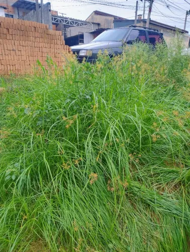 Roçagem de terreno serviço geral