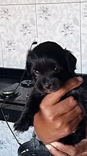 Maltipoo fofos em oferta caminha brinde zap 85 99629.3794