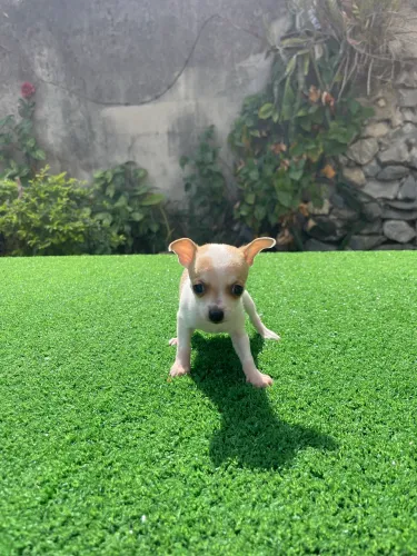 Linda feminha filhotinho de Pinscher