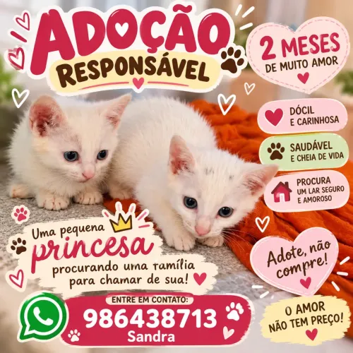 Gata branca filhote 2 meses