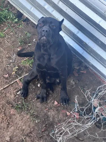 Filhote Cane Corso