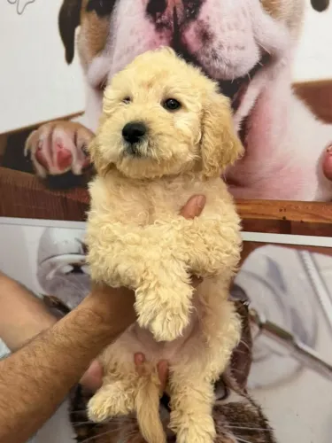 Poodle macho