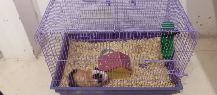 Porquinho da Índia saudável 