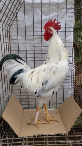 Galo Caipira
