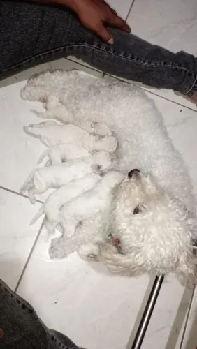 Filhote de poodle