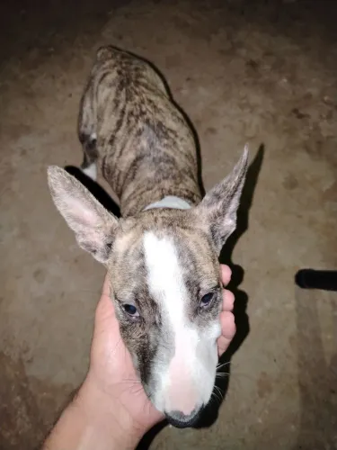 Bullterrier fêmea