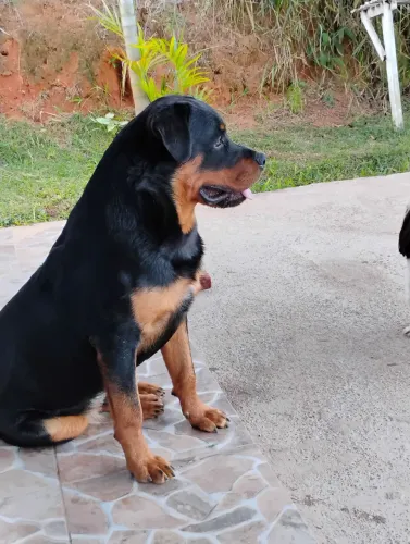 Rottweiler para cobertura 