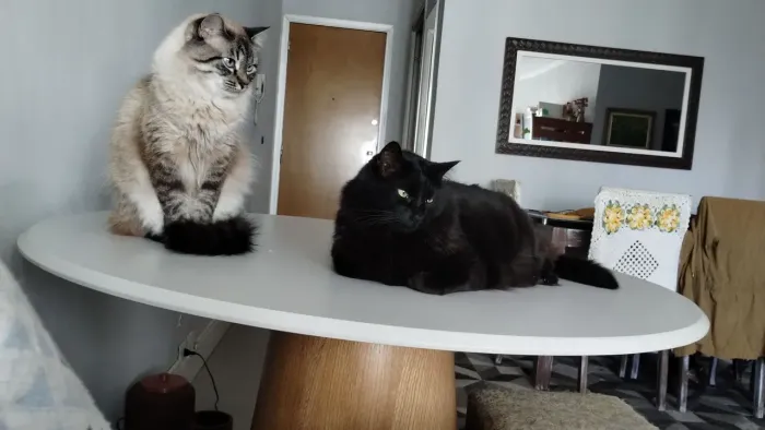 Doando casal de gatos
