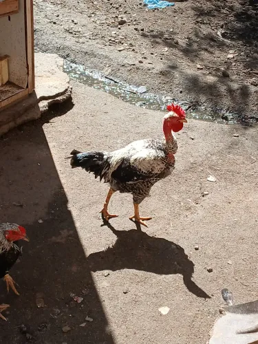 Vendo galos 