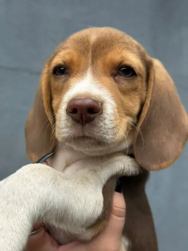 beagles 