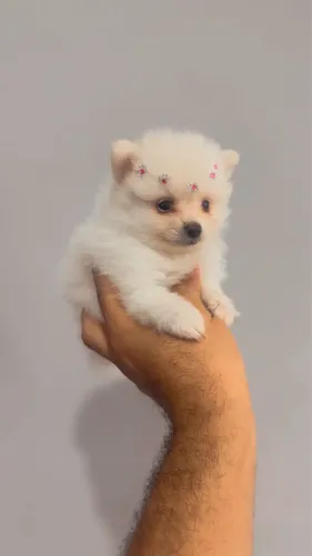 Lulu da pomeranea com 63 dias vacinado e vermifugado