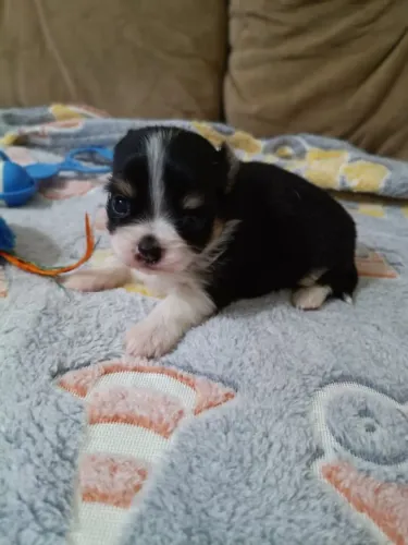 Chihuahua Macho, entregamos, em 10x no cartão