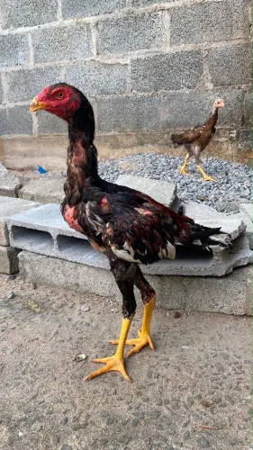 Frangos mura