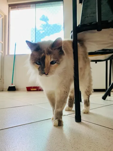 Doação gato siamês 