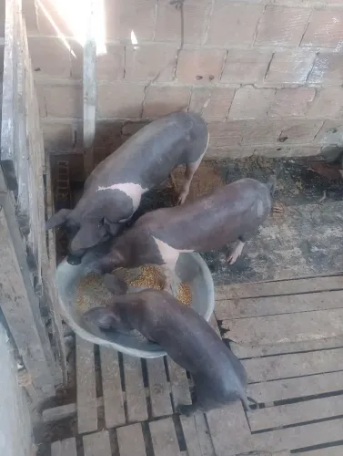 Vendo 3 porquinhas junto vai a ração 2 sacos 