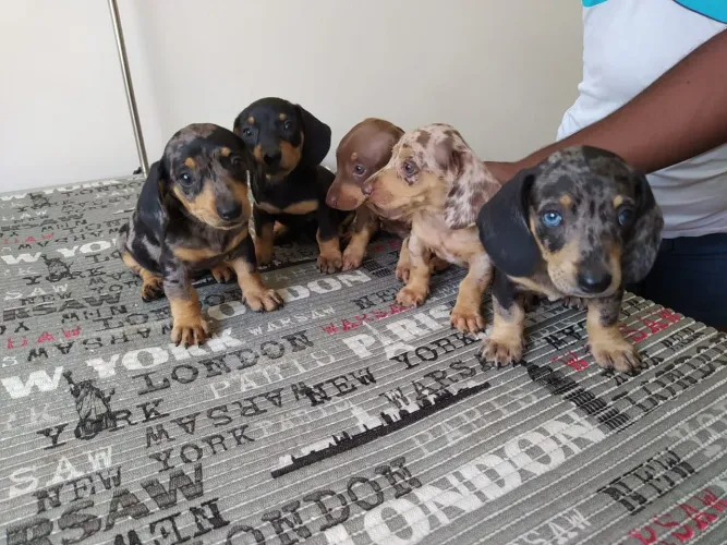 Belíssimo filhotes Basset Teckel machos e fêmeas vacinados 