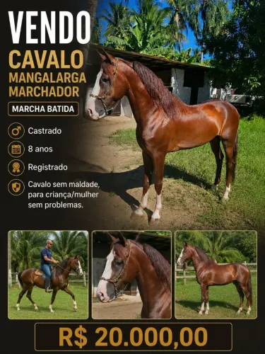 Cavalo Mangalarga 