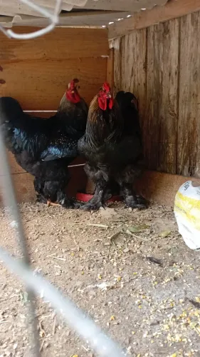 Galos bhrama