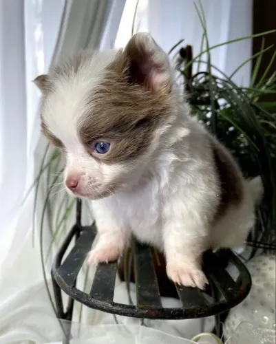 Chihuahua micro 