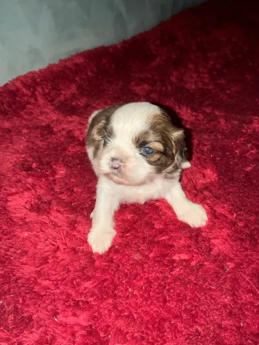 Shihtzu