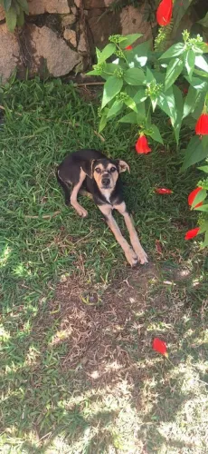Doação de cachorros