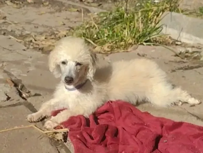 Lindo poodlezinho macho, 6 meses