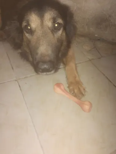 Estou doando este pastor alemão de 2 anos 