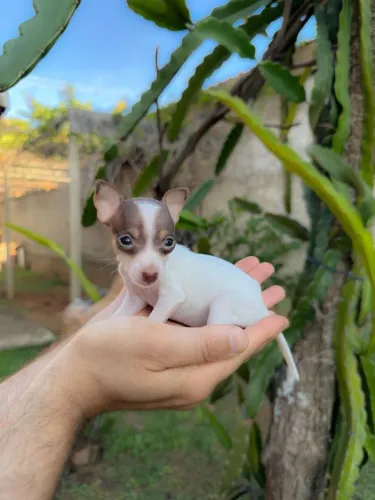 Pinscher Fêmea