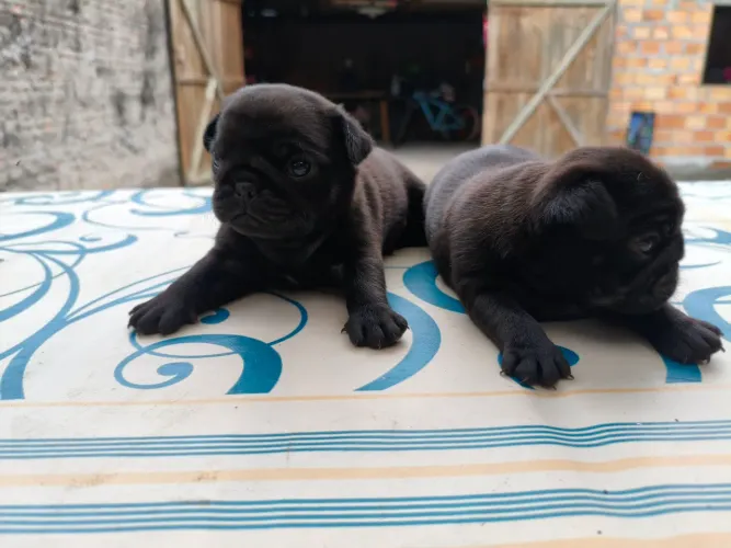 Filhotes de pug
