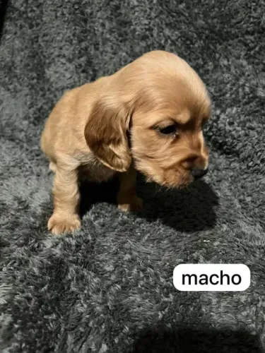 Filhote de Cocker Spaniel | Um Coração Cheio de Carinho