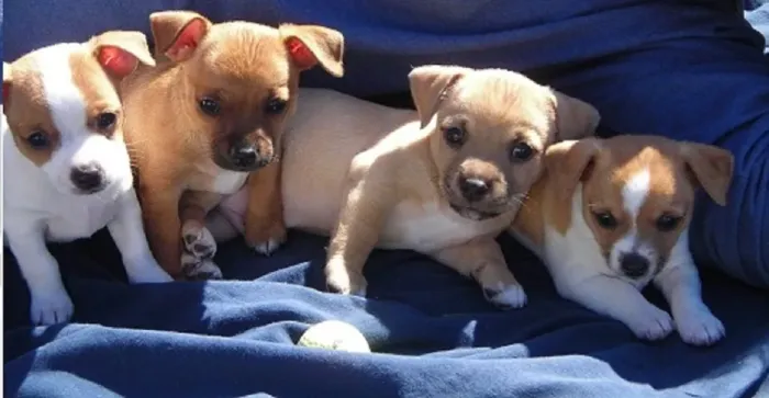 PINSCHER X CHIHUAHUA Venha escolher o seu novo motivo para sorrir . Chama 9 975I 649I