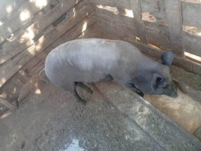 Porca marroa