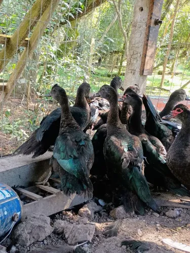 Vendo Patos(as) negros