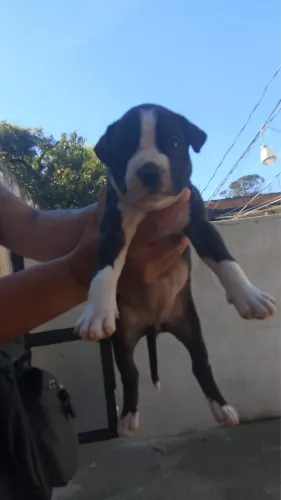 filhotes de pitbull