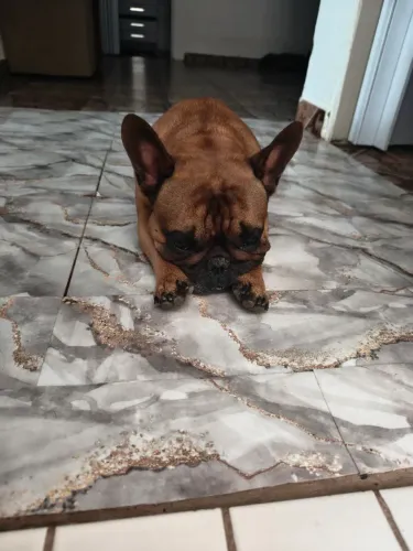 Bulldog francês macho