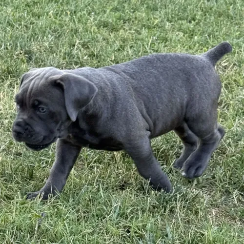 Cane corso | Seu pet parceiro