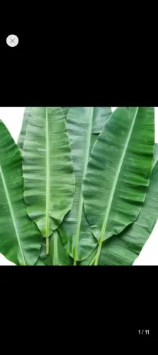 Fonha de bananeira
