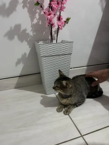 Estou doando uma gata dócil carinhosa tem um ano de vida castrada,na localidade levamos p