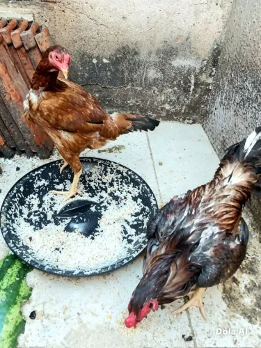 Galinha e Galo Caipira