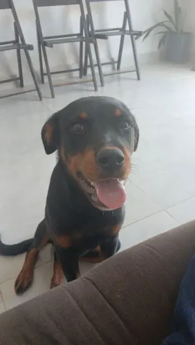 Vende-se filhote de rottweiler