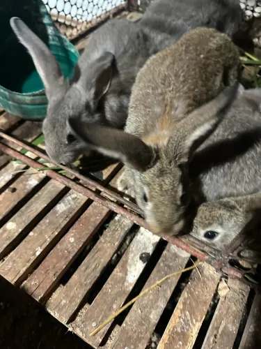 Coelhos 